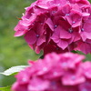 紫陽花　ピンク