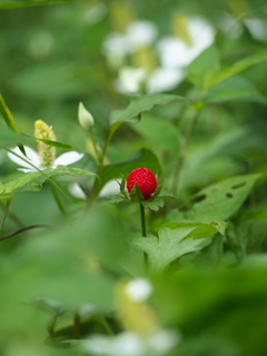 紅一点