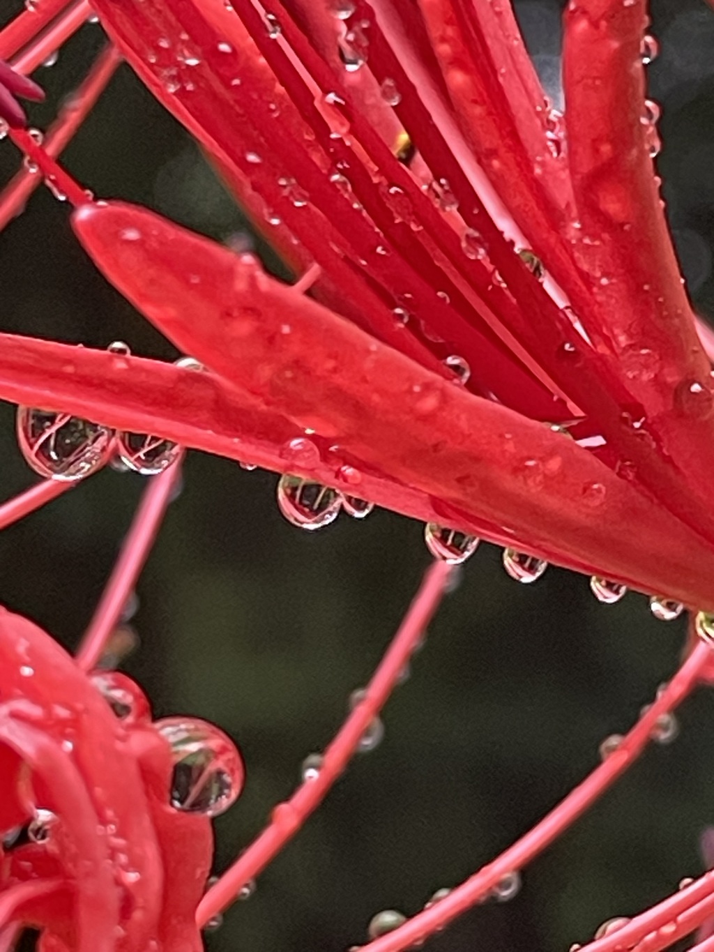 雨粒ー２