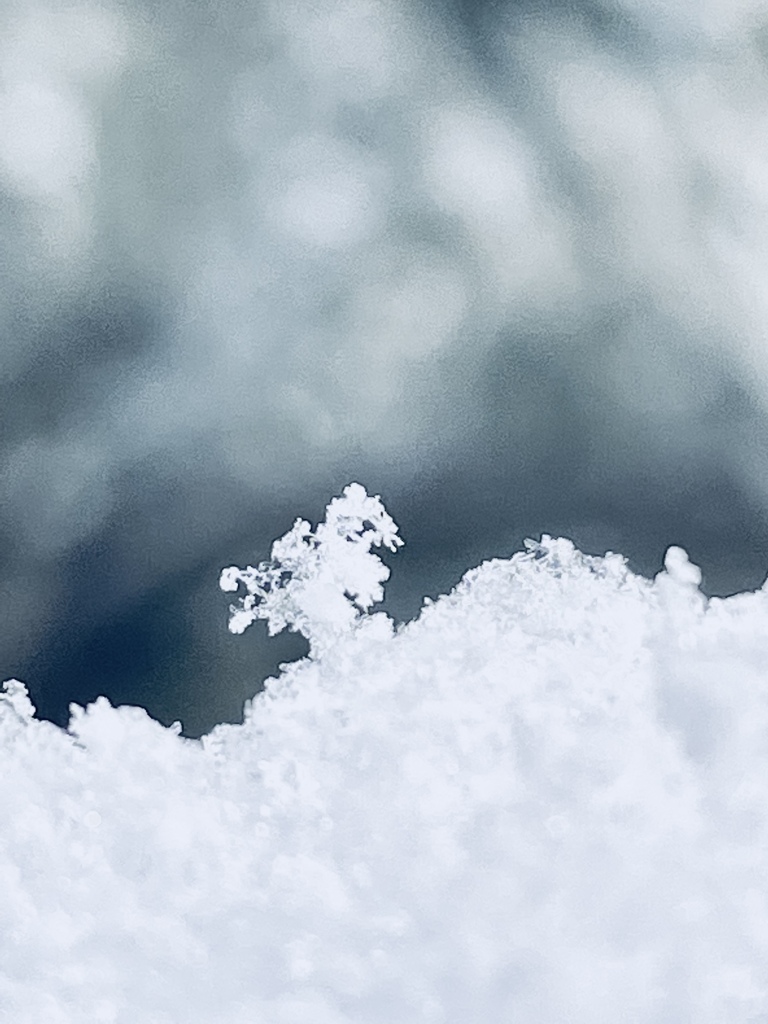 雪の妖精