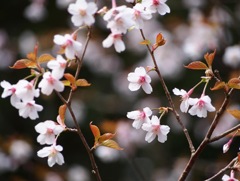 山の桜
