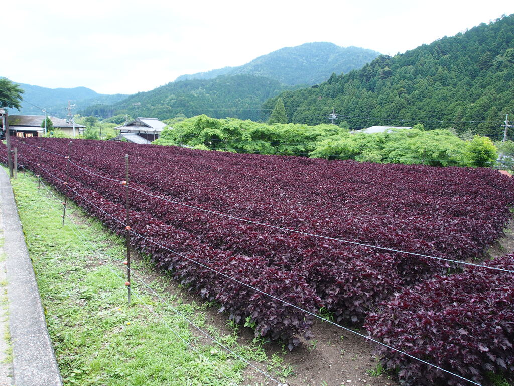 京都・大原の里