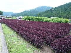 京都・大原の里