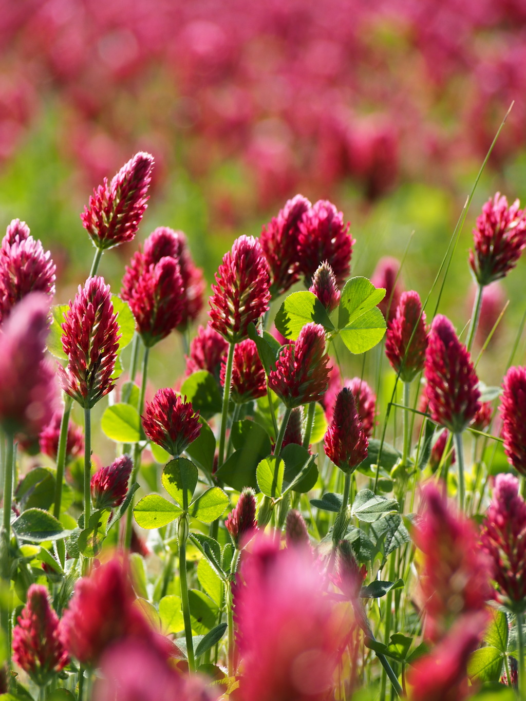 クリムソンクローバー