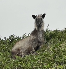 ニホンカモシカ　富士山にて