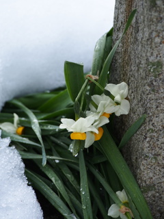 雪にも負けず