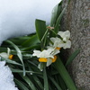 雪にも負けず