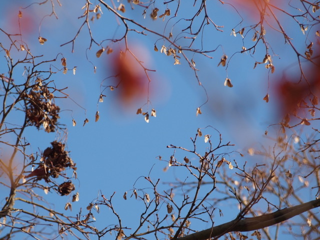 ピントが合わないよ〜