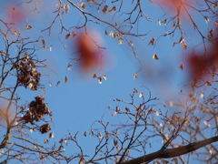 ピントが合わないよ〜