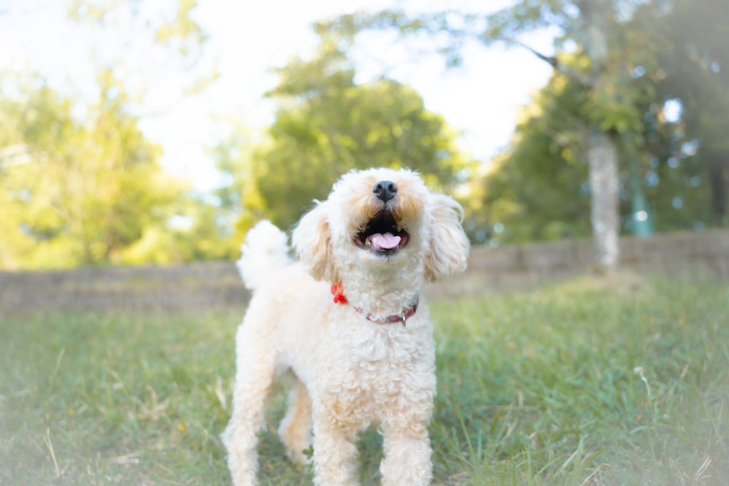 私の愛犬を紹介します。