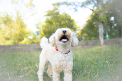 私の愛犬を紹介します。