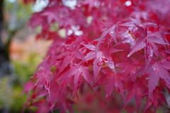 紅葉