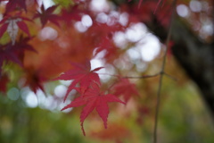 紅葉