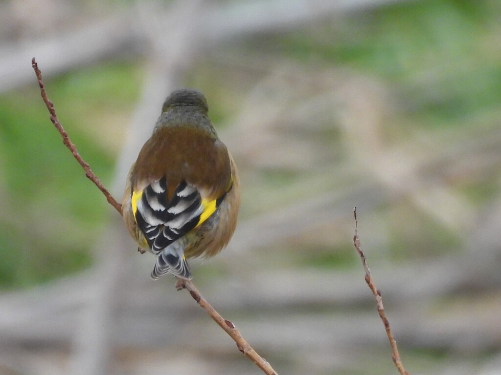 カワラヒワ