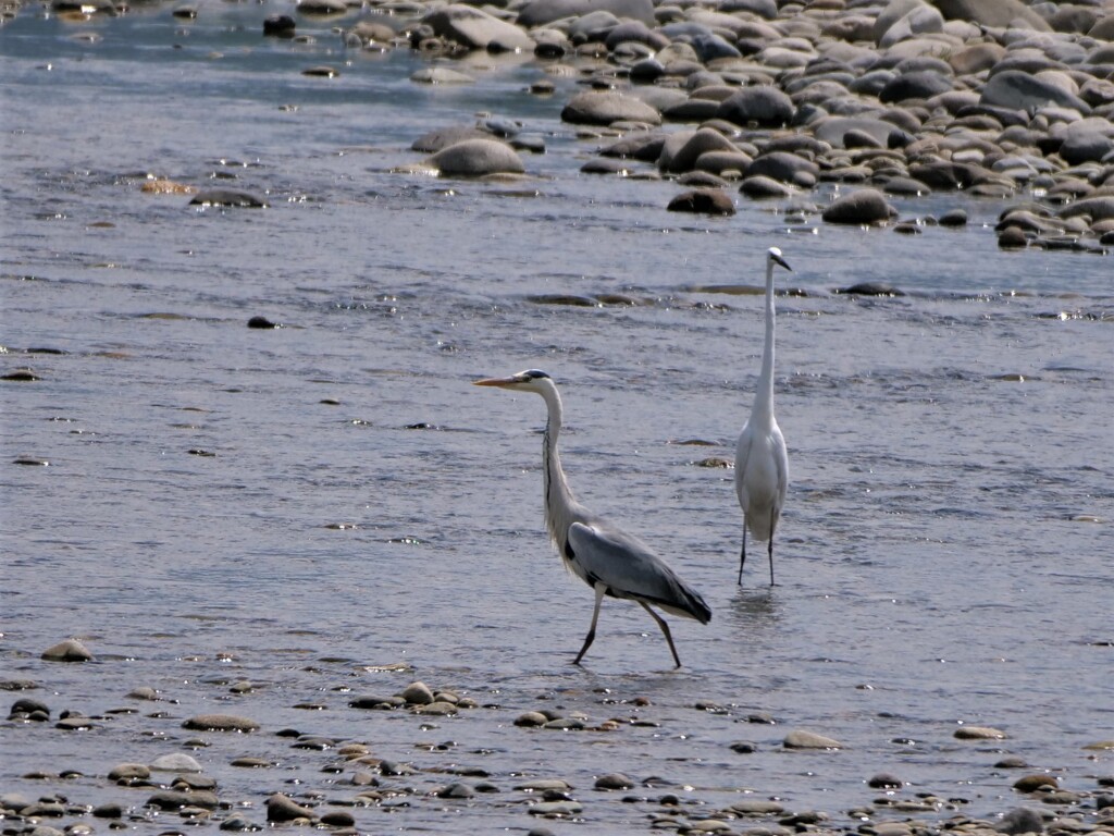 チュウダイサギ＆アオサギ