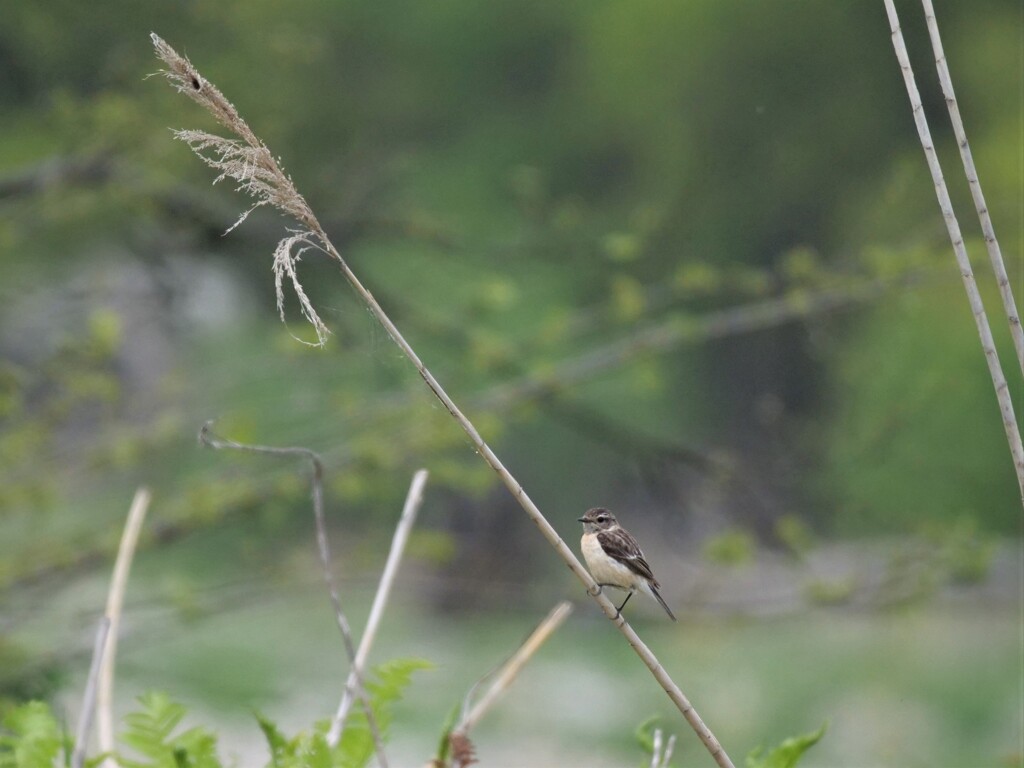 ノビタキ