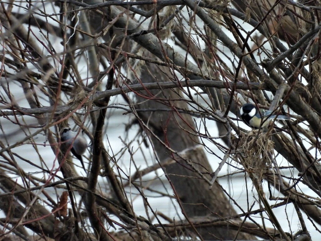 エナガ＆シジュウカラ