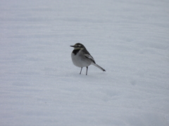 雪上のハクセキレイ