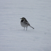 雪上のハクセキレイ