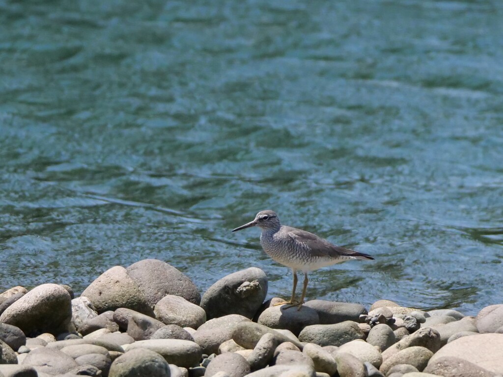 キアシシギ