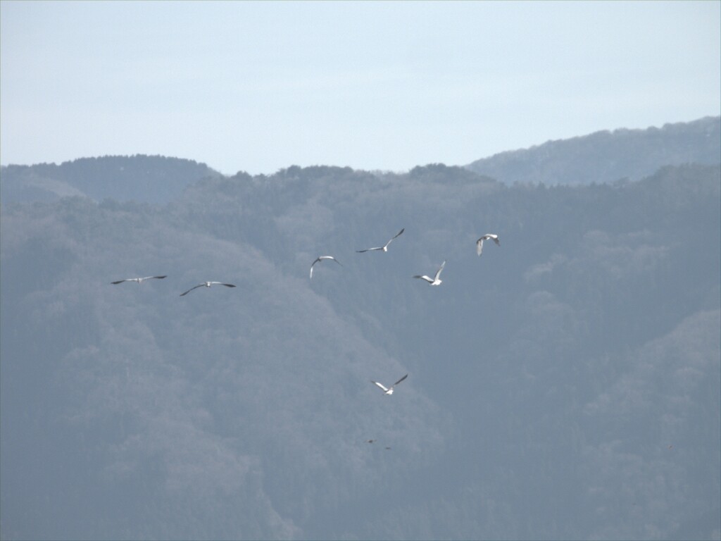 アオサギ軍団逃亡