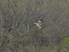 ノスリが運よく目の前で飛んだ