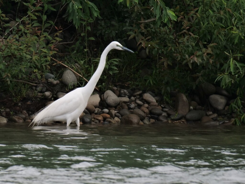 ダイサギ
