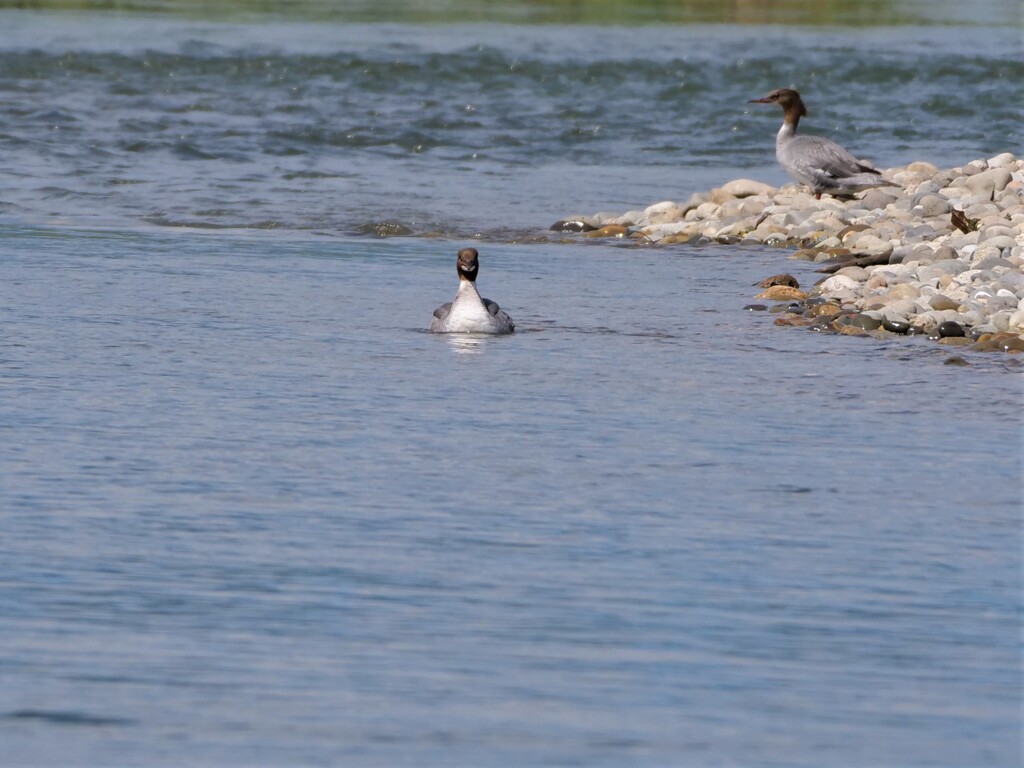 カワアイサ♀