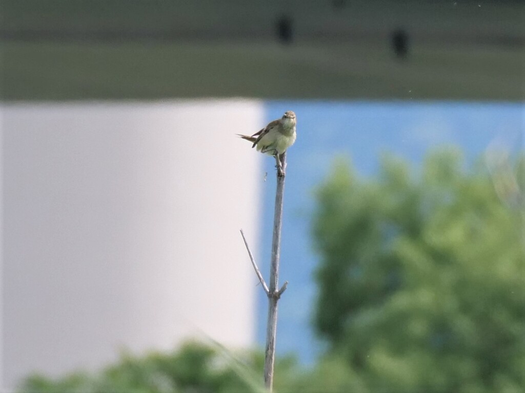 オオヨシキリ