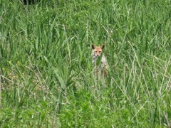 河原のキツネ