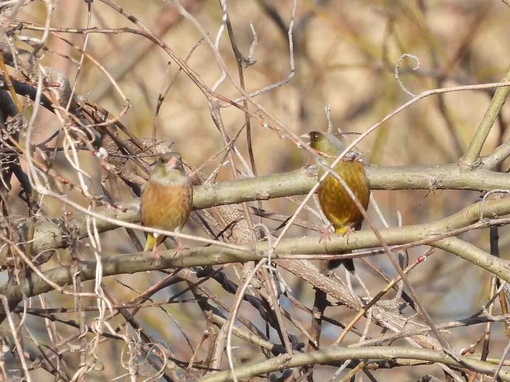 カワラヒワの告白