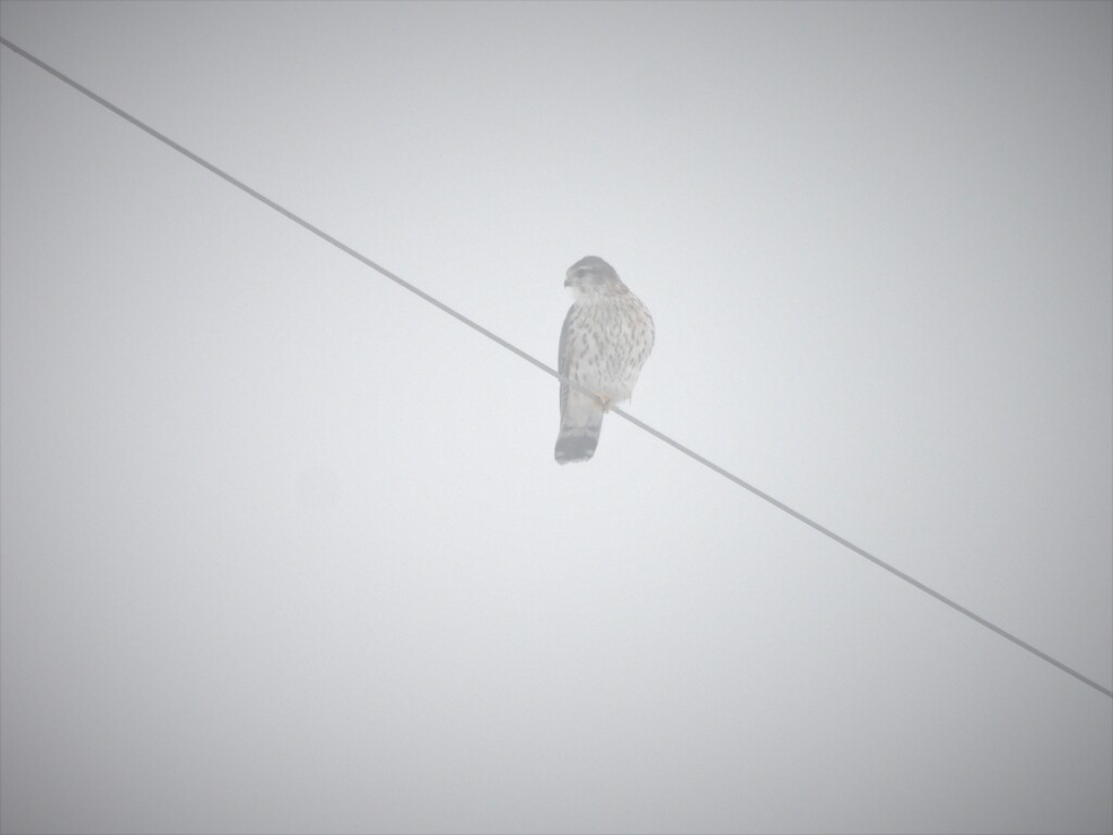 霧の中のノスリ