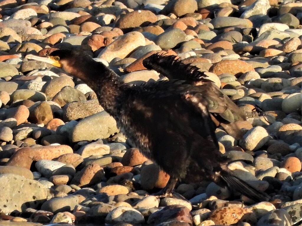 ウミウでしょうか？