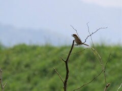 相変わらず叫んでいます