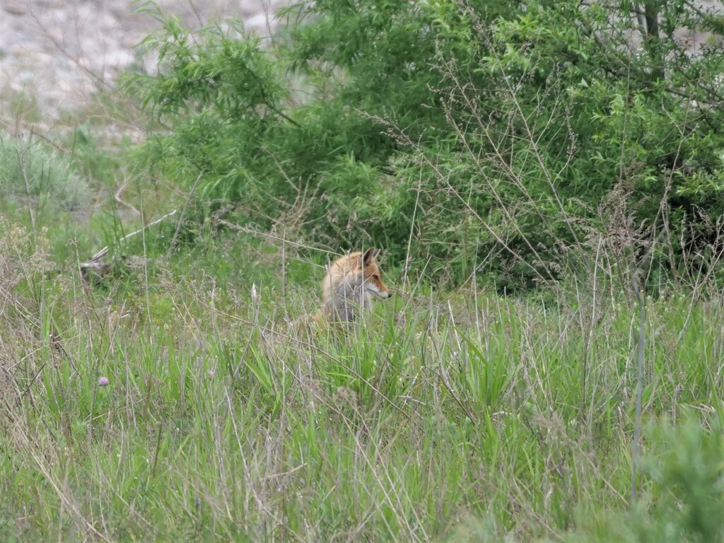 河原のキツネ