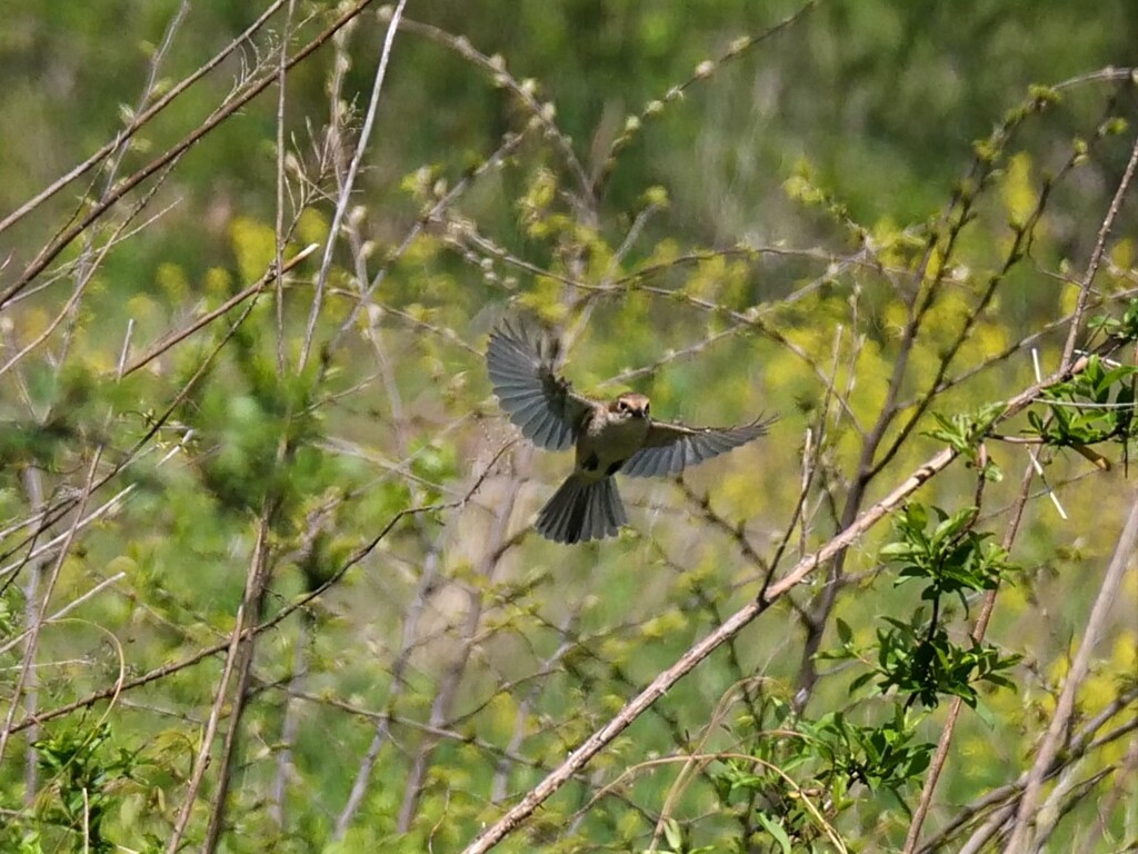 偶然写ってしまったのですが