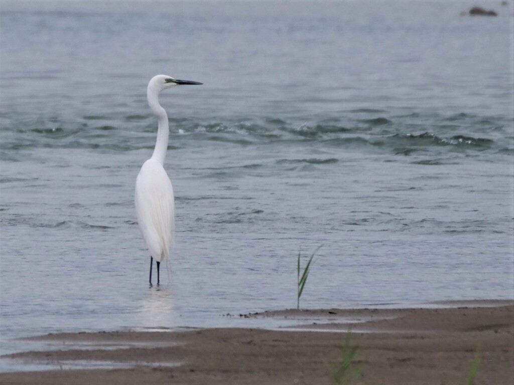 ダイサギ