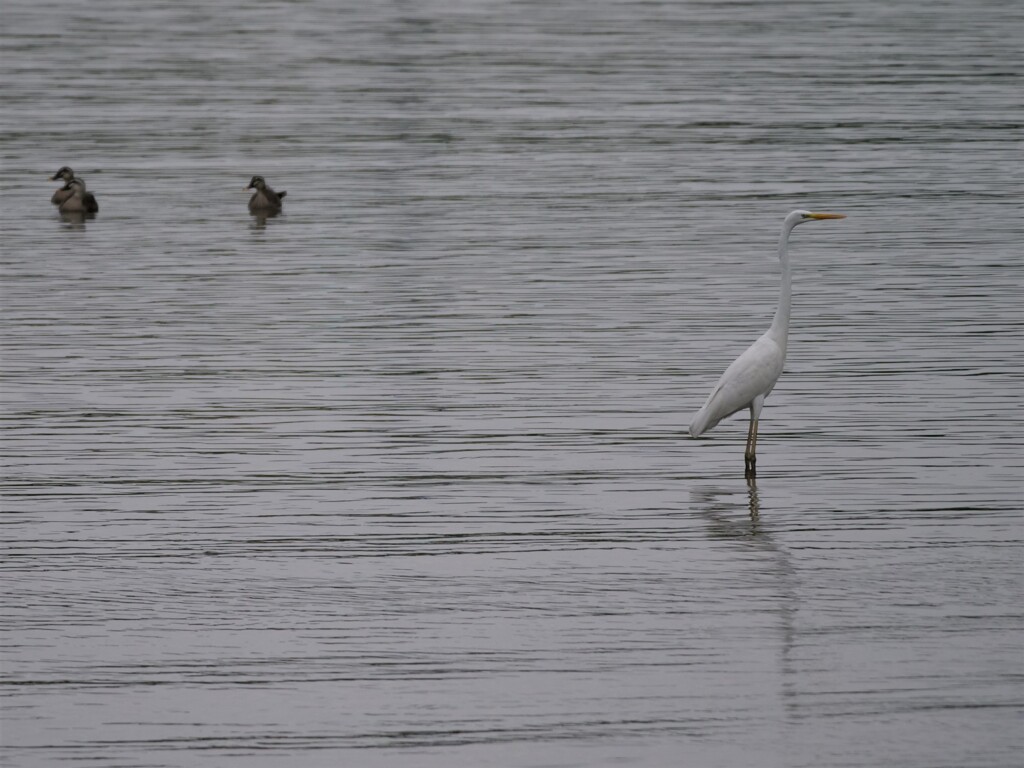 ダイサギ