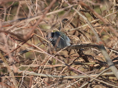 シジュウカラ