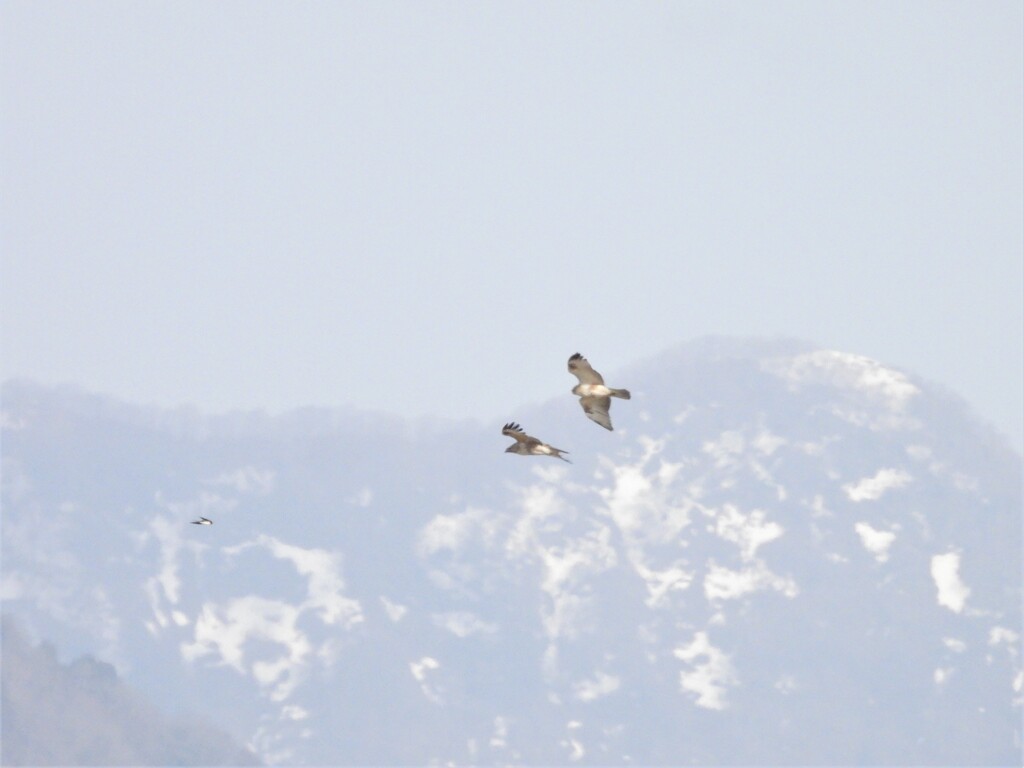 ノスリのランデブー飛行　もう一組