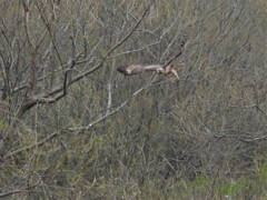 ノスリが飛んだ