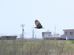 ありがとうノスリ