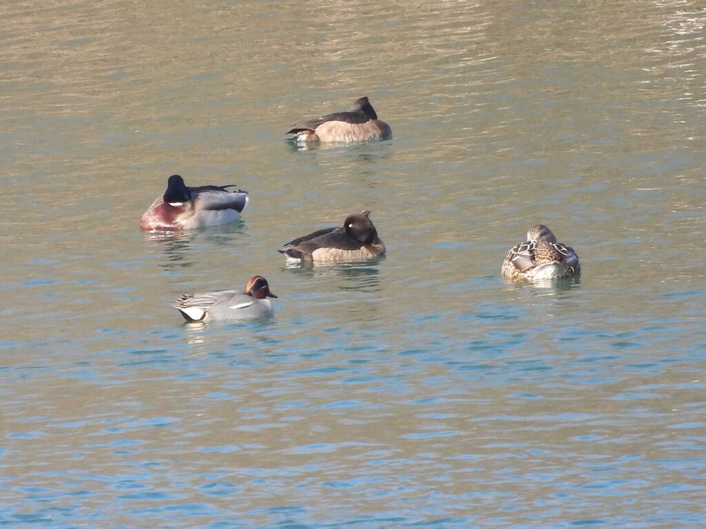 キンクロハジロと仲間たち