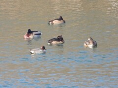 キンクロハジロと仲間たち