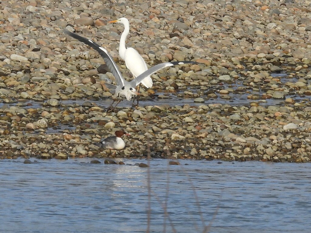 ダイサギ＆アオサギ