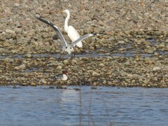 ダイサギ＆アオサギ