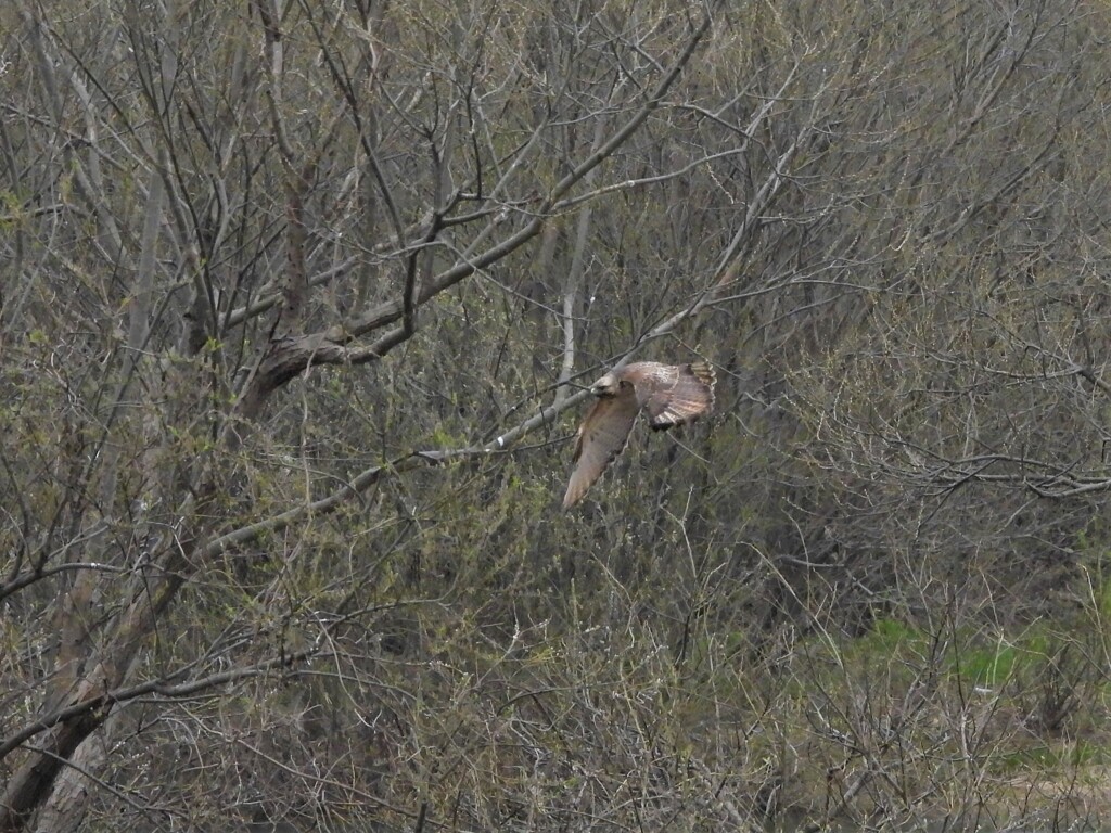 ノスリが写しやすいように飛んだ