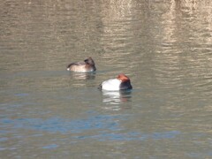 キンクロハジロと仲間たち