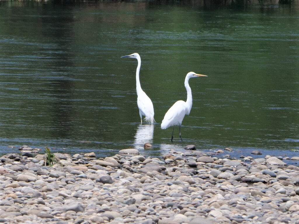チュウダイサギ