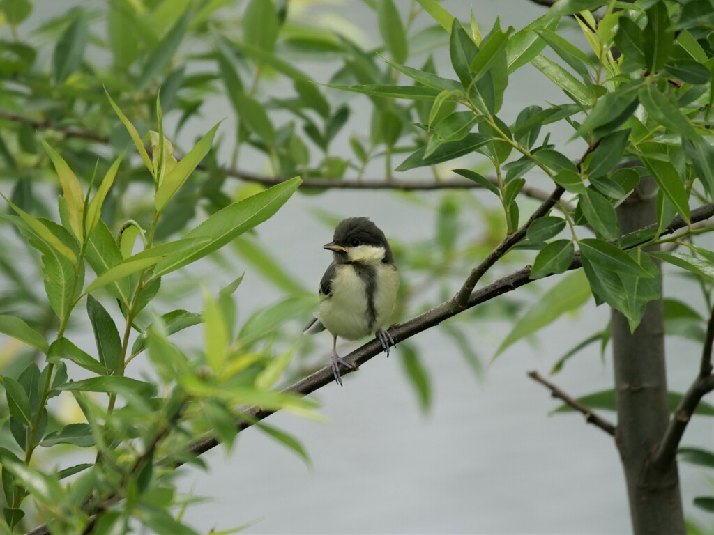 シジュウカラ